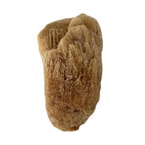 Natural Unbleached Sea Sponge - 7" x 4" x 4"
